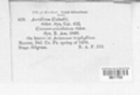 Aecidium caladii image